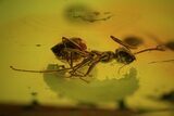 Fossil Ant (Formicidae) & Fly (Diptera) In Baltic Amber #72228-2